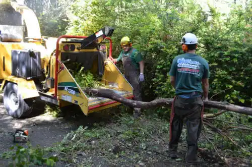 tree services June Park